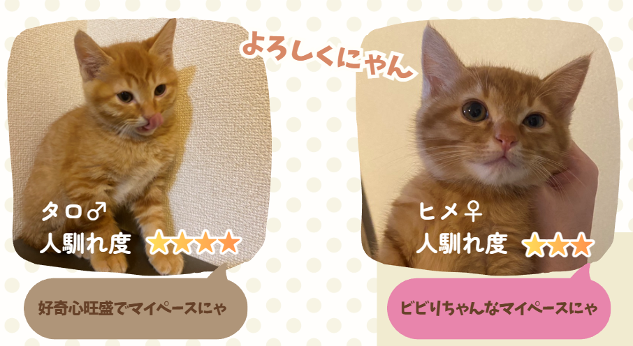 TNR保護猫活動子ねこ里親募集　福岡市保護猫　福岡市保護猫譲渡　保護猫里親募集福岡市　猫捕獲福岡市　保護猫預かりボランティア福岡市